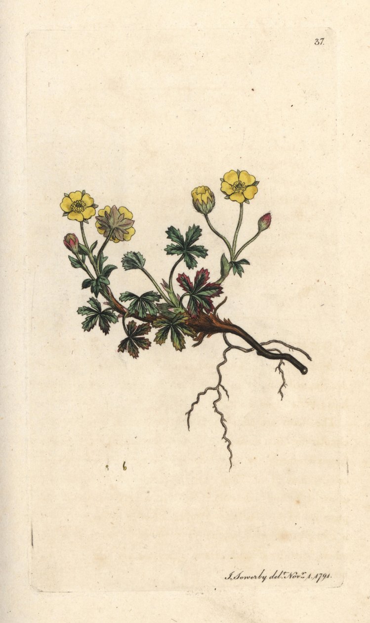 Storblomstret potentilla, Potentilla grandiflora (Spring cinquefoil, Potentilla verna) (cinquefoil) Håndfarvet kobberstik efter en illustration af James Sowerby fra James Smith