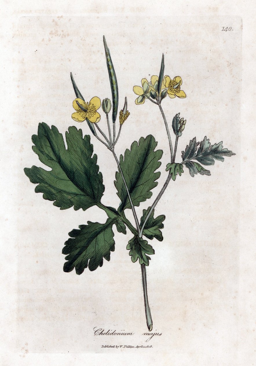 Stor chelidoin eller stor lys - Større celandine, Chelidonium majus. Håndfarvet kobberstik fra en botanisk illustration af James Sowerby fra William Woodville og Sir William Jackson Hookers "" Medical Botany,"" John Bohn, London af James Sowerby
