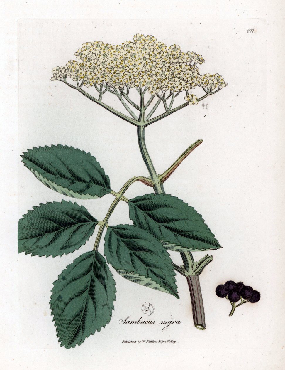 Stort hyldebær eller sort hyldebær - Almindelig sort hyldetræ, Sambucus nigra. Håndfarvet kobberstik fra en botanisk illustration af James Sowerby fra William Woodville og Sir William Jackson Hookers "" Medical Botany,"" John Bohn, London af James Sowerby