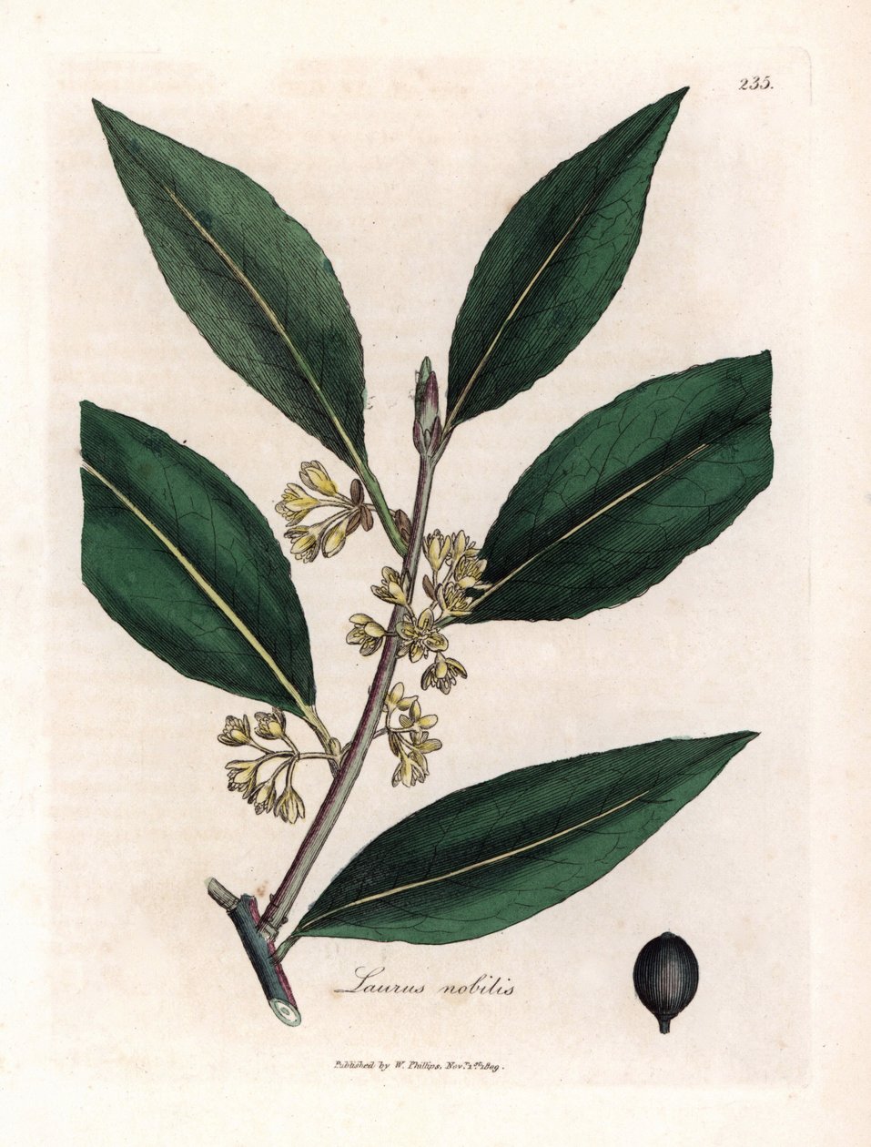 Laurier sauce. Håndfarvet kobberstik fra en tegning af James Sowerby (1757-1822), i Botanique Medicinale af James Sowerby
