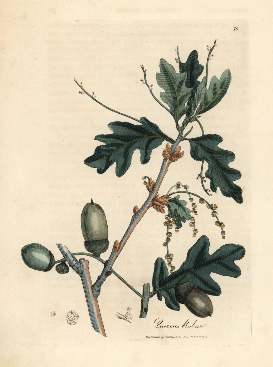 Blade og agern af almindelig eg, Quercus robur af James Sowerby