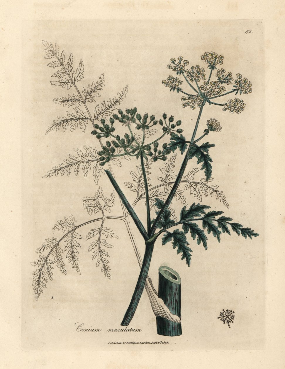 Blade og blomster af hemlock, Conium maculatum af James Sowerby