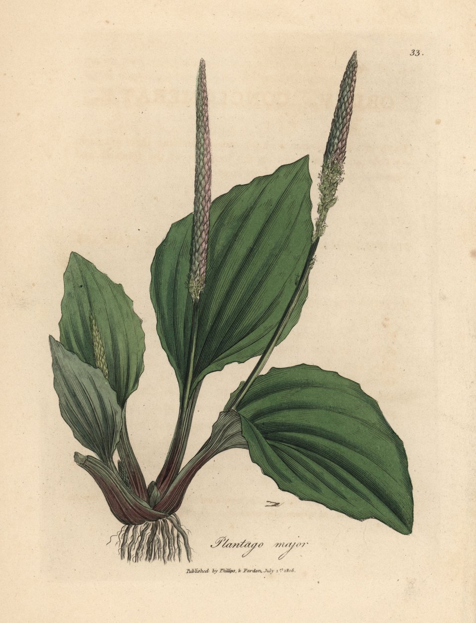 Blade og blomster af plantane, Plantago major af James Sowerby