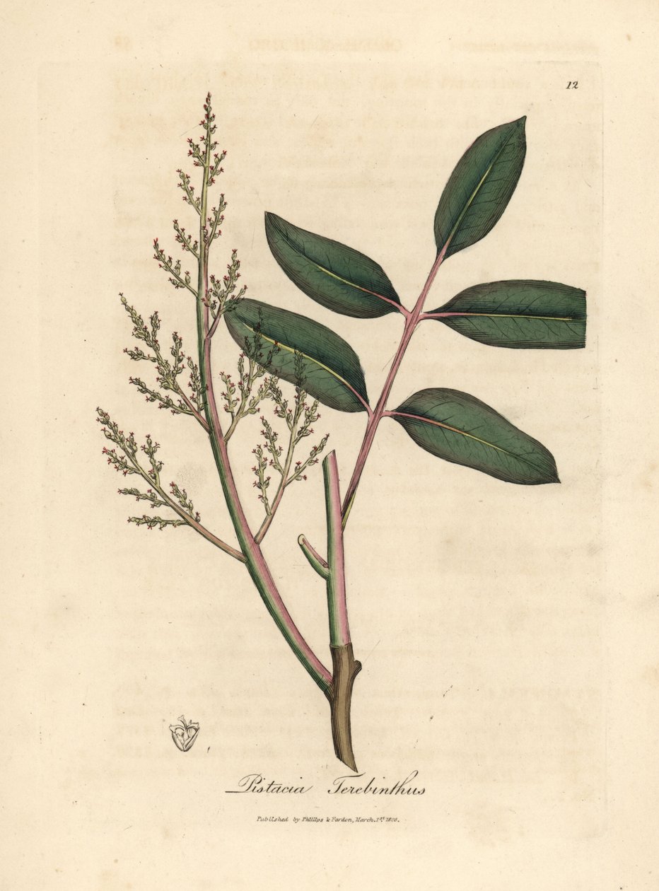 Blade og blomster fra chian-træet eller cyperns terpentintræ, Pistacia terebinthus af James Sowerby
