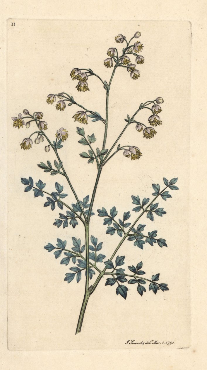 Mindre enggade, Thalictrum minus. Håndfarvet kobberstik efter en illustration af James Sowerby fra James Smith