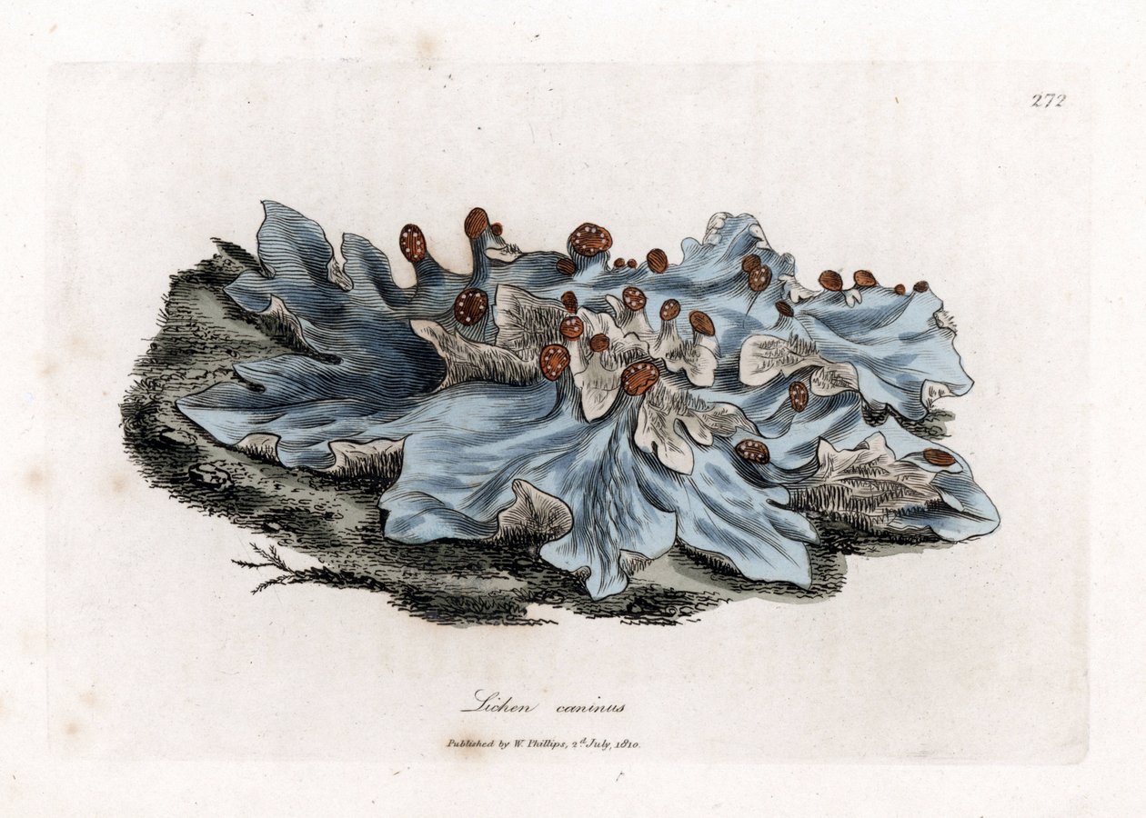Lichen variete - Askefarvet formalet leverurt, Lichen caninus. Håndfarvet kobberstik fra en botanisk illustration af James Sowerby fra William Woodville og Sir William Jackson Hookers "" Medical Botany,"" John Bohn, London af James Sowerby
