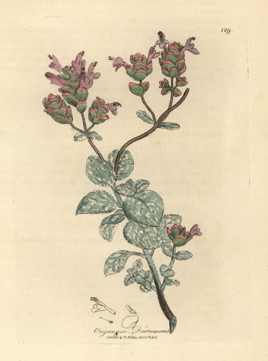 Syrenblomstret dittany af Kreta, Origanum dictamnus af James Sowerby