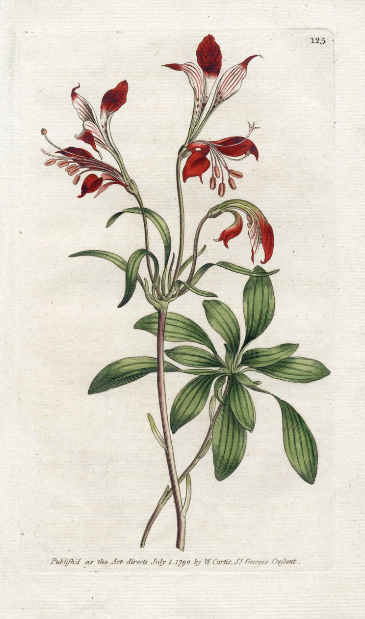 Lily of the Incas eller Perou Lys - Litografi af James Sowerby (1757-1822), plade fra Botanical Magazine af William Curtis (1746-1799) af James Sowerby