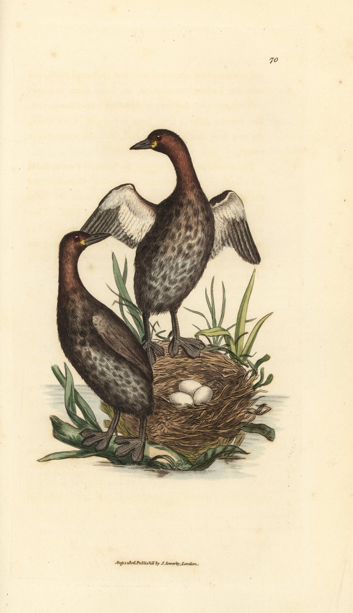Lille lappedykker, Tachybaptus ruficollis (Små lappedykker, Colymbus hebridicus?). Par på reden med tre æg. Håndfarvet kobberstik af James Sowerby fra The British Miscellany, eller farvede figurer af nyt, sjældent eller lidet kendt dyr af James Sowerby