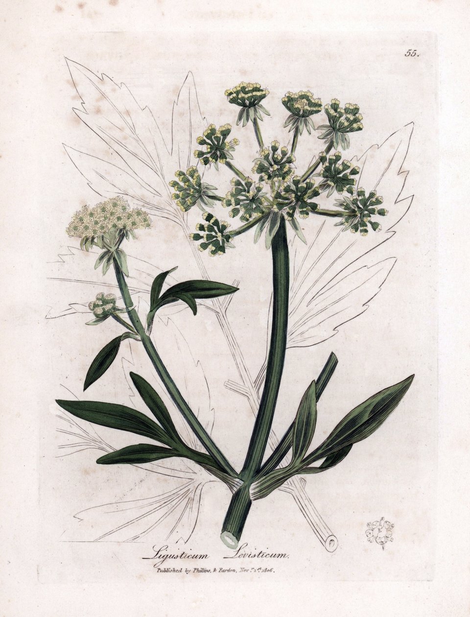 Liveche (Ligustium levistium) eller bjergpine. Håndfarvet kobberstik fra en illustration af James Sowerby. Uddrag fra William Woodvilles og Sir William Jackson Hookers bog "" Botanique medicinale"" 1832. Den utrættelige Sowerby (1757-1822) af James Sowerby