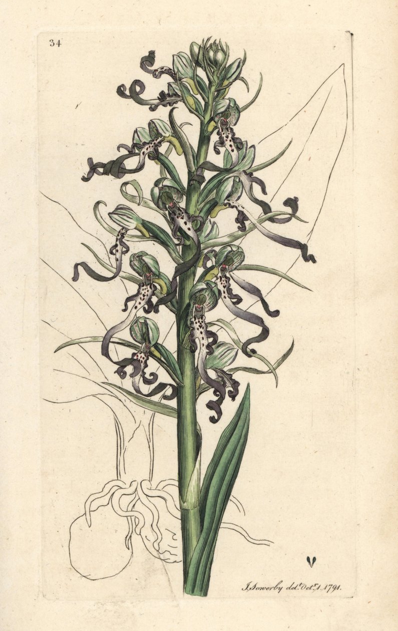 Øgleorkidé, Himantoglossum hircinum (øgle satyrion eller ochis, Satyrium hircinum). Håndfarvet kobberstik efter en illustration af James Sowerby fra James Smith
