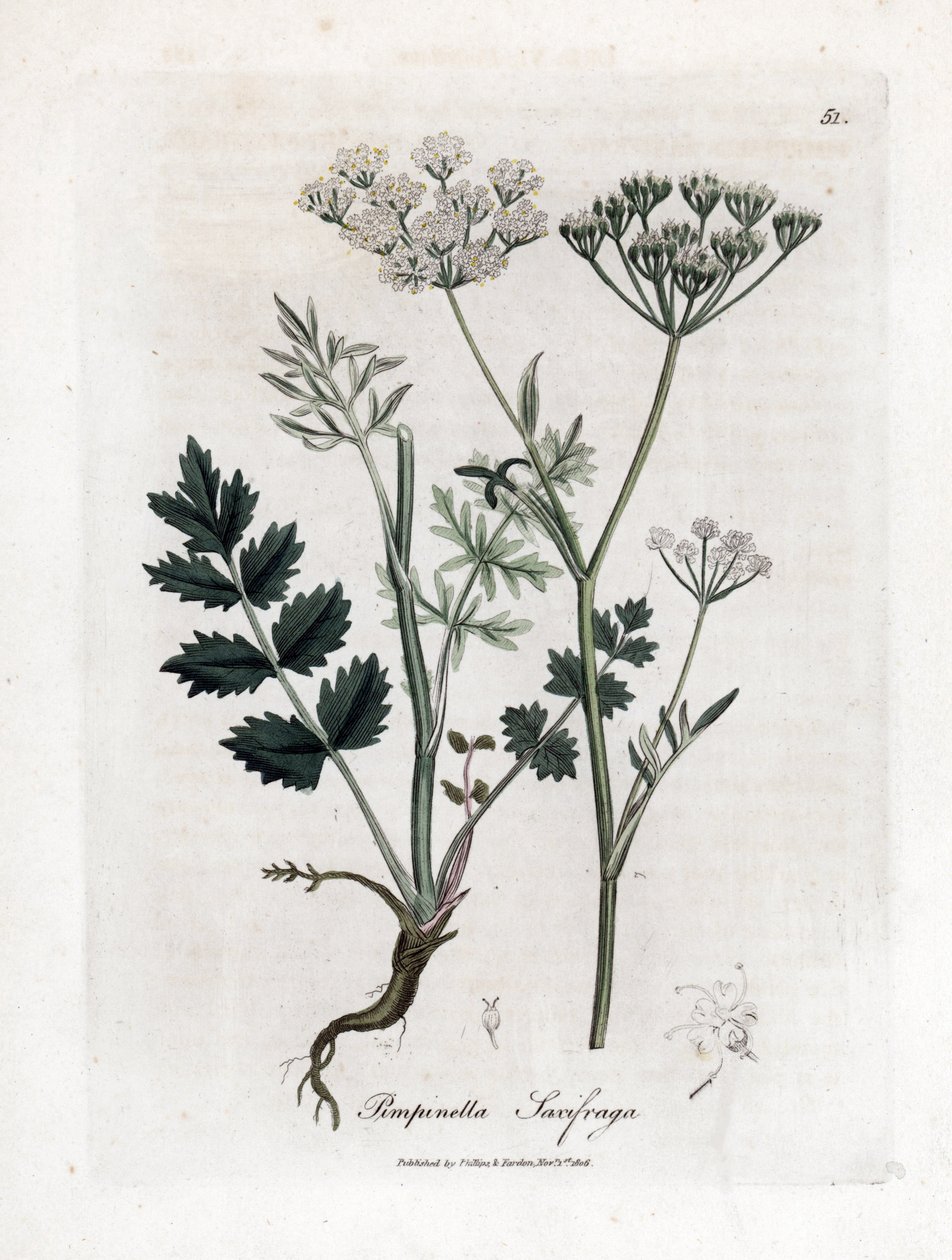 Locage saxifrage - Burnet saxifrage, Pimpinella saxifraga. Håndfarvet kobberstik fra en botanisk illustration af James Sowerby fra William Woodville og Sir William Jackson Hookers "" Medical Botany,"" John Bohn, London af James Sowerby