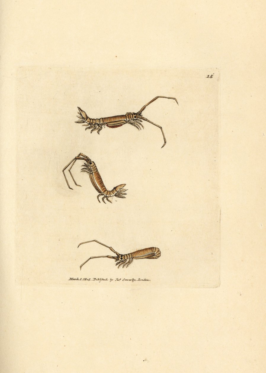 Langhornet isopod, Astacilla longicornis (Oniscus longicornis). Håndfarvet kobberstik af James Sowerby fra The British Miscellany, eller farvede figurer af nye, sjældne eller lidet kendte dyreemner. af James Sowerby