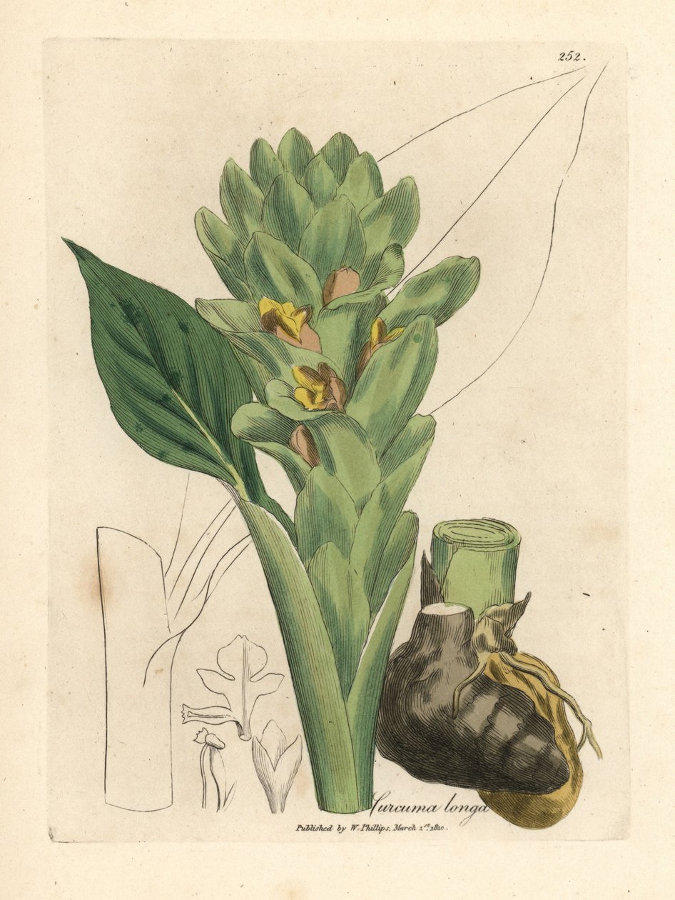 Langrodet gurkemeje, Curcuma longa af James Sowerby