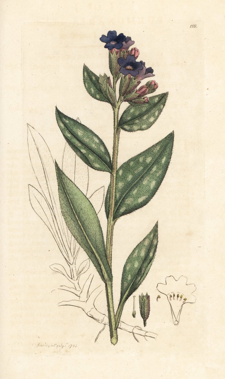 Lungeurt, Pulmonaria officinalis (pulmonal) Håndfarvet kobberstik efter en illustration af James Sowerby fra James Smith