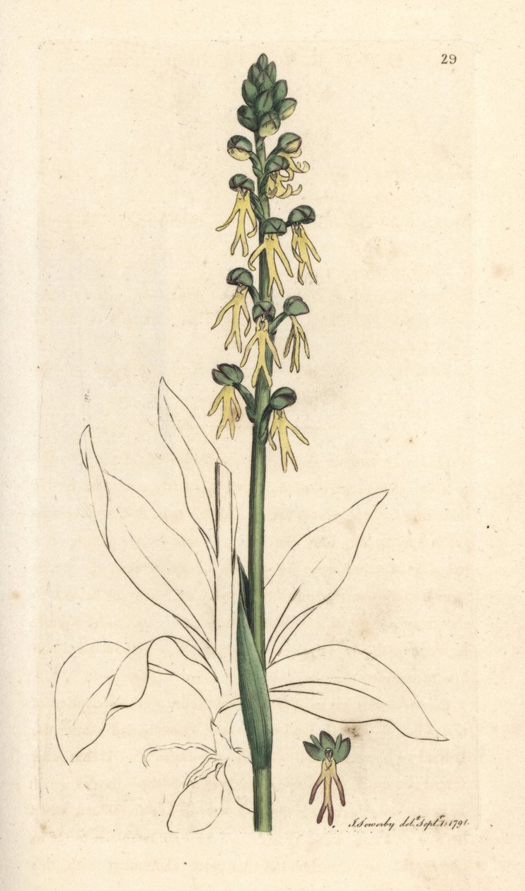 Mandsorkide, Orchis anthropophora (Grønmandsorchis, Ophrys anthropophora). Håndfarvet kobberstik efter en illustration af James Sowerby fra James Smith