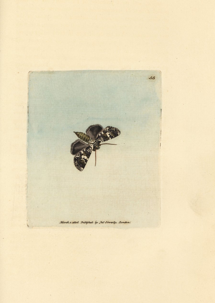 Marmoreret kransmøl, Hadena confusa (Phalaena x-scriptum). Håndfarvet kobberstik af James Sowerby fra The British Miscellany, eller farvede figurer af nye, sjældne eller lidet kendte dyreemner. af James Sowerby