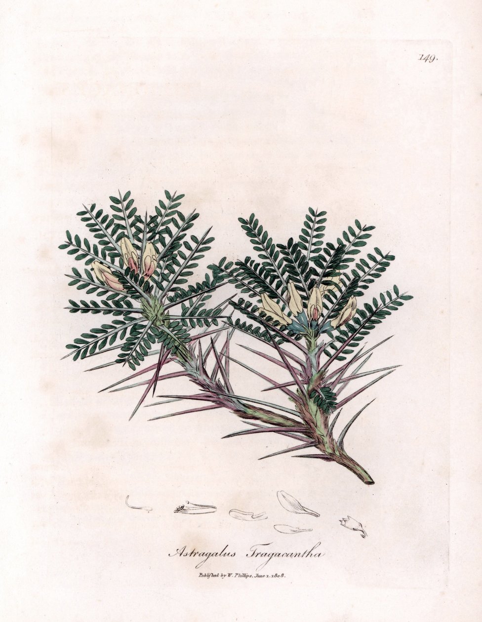 Marseille Astragalus eller mors pude - Gedetornmælk, Astragalus tragacantha. Håndfarvet kobberstik fra en botanisk illustration af James Sowerby fra William Woodville og Sir William Jackson Hookers "" Medical Botany,"" John af James Sowerby