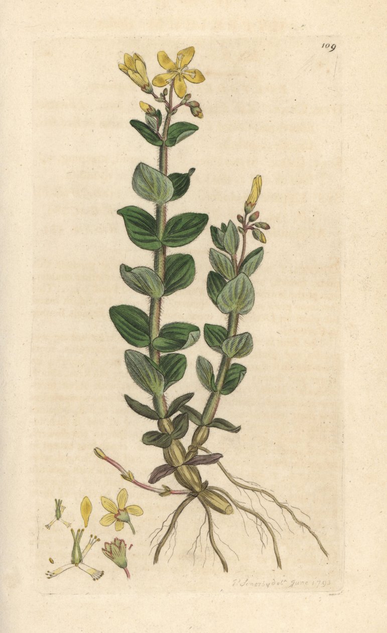 Marsh perikon, Hypericum elodes (perikon) Håndfarvet kobberstik efter en illustration af James Sowerby fra James Smith