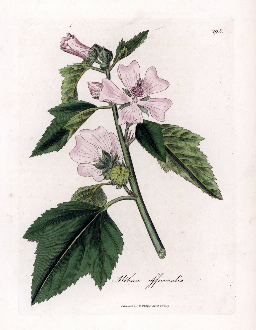 Marshmallow officinale eller vild eller hvid lilla skumfidus, Althaea officinalis. Håndfarvet kobberstik fra en botanisk illustration af James Sowerby fra William Woodville og Sir William Jackson Hookers "" Medical Botany,"" John Bohn, London af James Sowerby