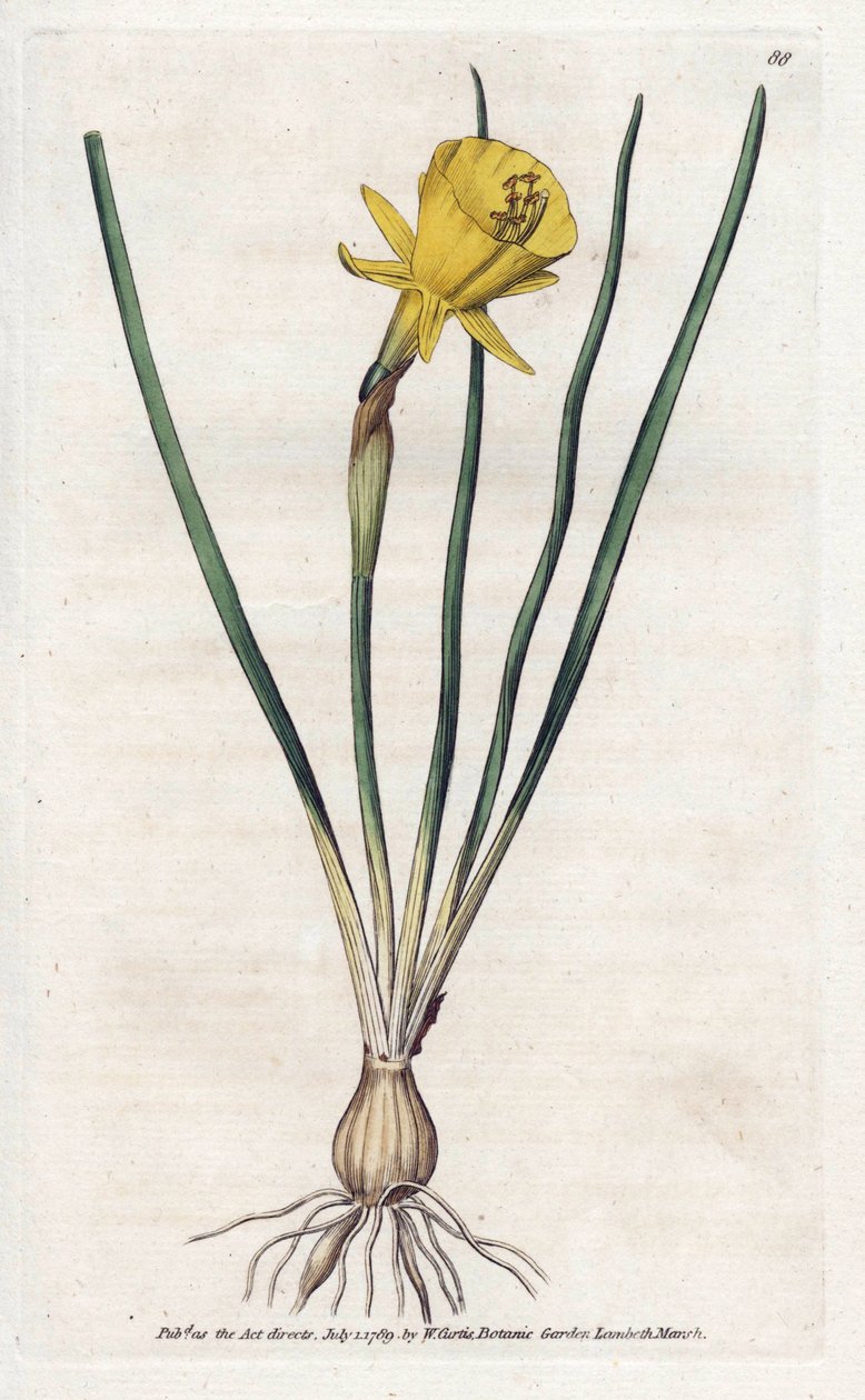 Medusa Trumpet - Litografi af James Sowerby (1757-1822), fra William Curtis