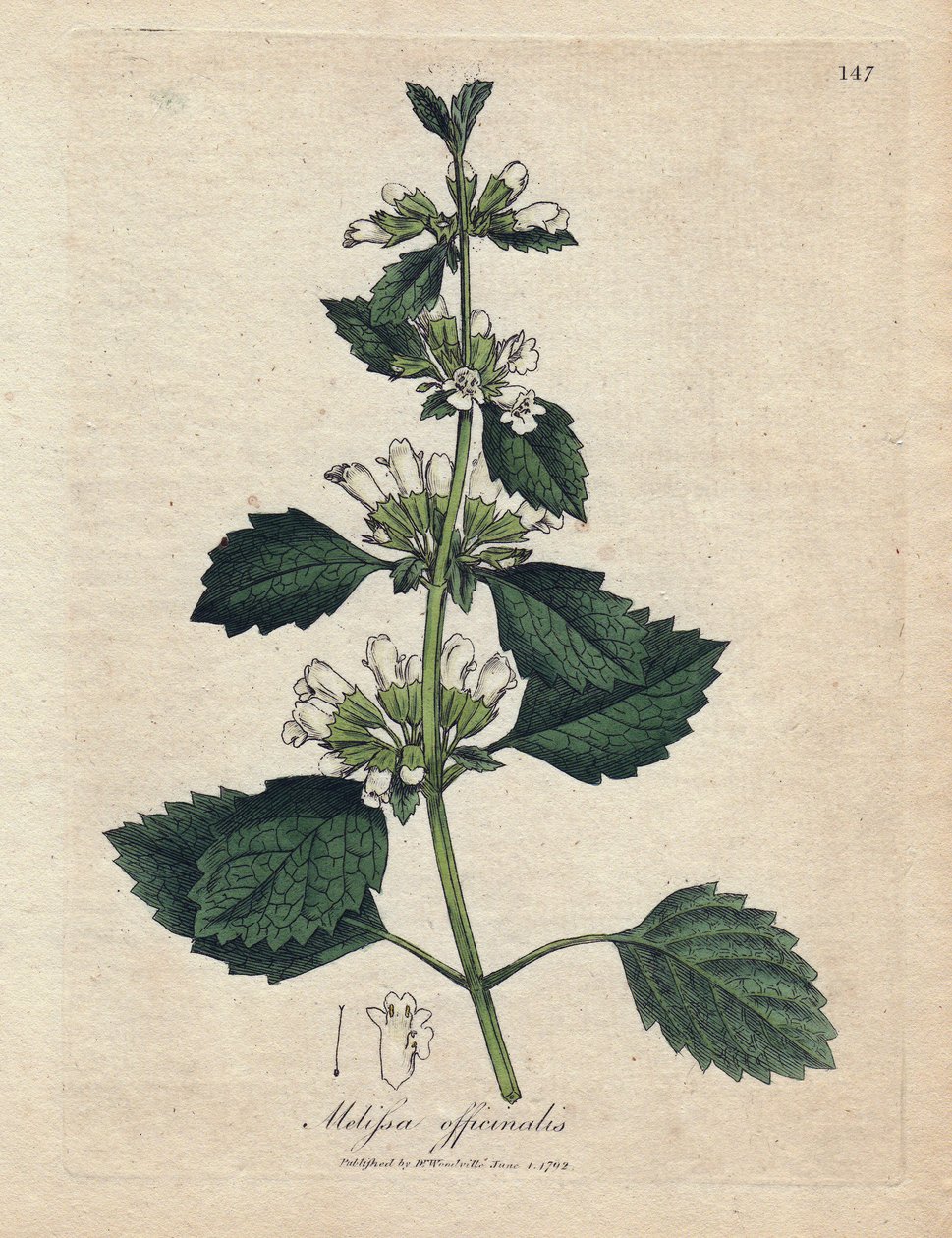 Melisse officinale (Melissa officinalis). Håndfarvet kobberstik fra en illustration af James Sowerby. Uddrag fra William Woodvilles og Sir William Jackson Hookers bog "" Botanique medicinale"" 1832. Den utrættelige Sowerby (1757-1822) tegnede af James Sowerby