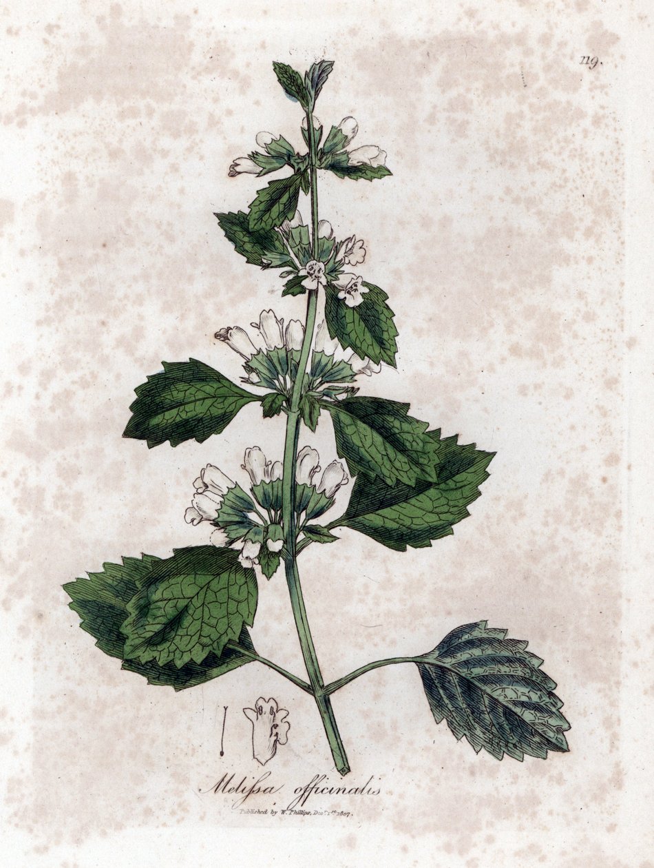 Melisse officinale eller melisse citrongræs - Almindelig balsam, Melissa officinalis. Håndfarvet kobberstik fra en botanisk illustration af James Sowerby fra William Woodville og Sir William Jackson Hookers "" Medical Botany,"" John Bohn, London af James Sowerby