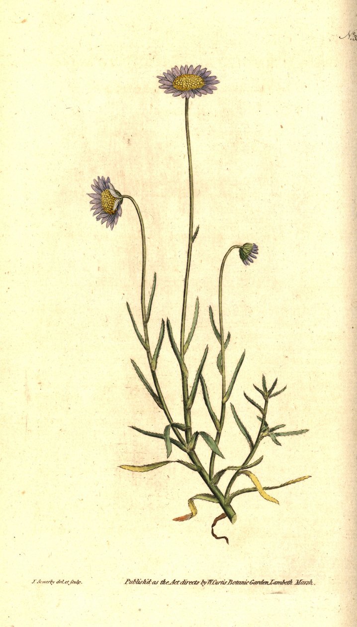Mignonette Aster - Felicia tenella (Brisly-leaved aster, Aster tenellus). Håndfarvet kobberstik og botanisk illustration af James Sowerby fra William Curtis