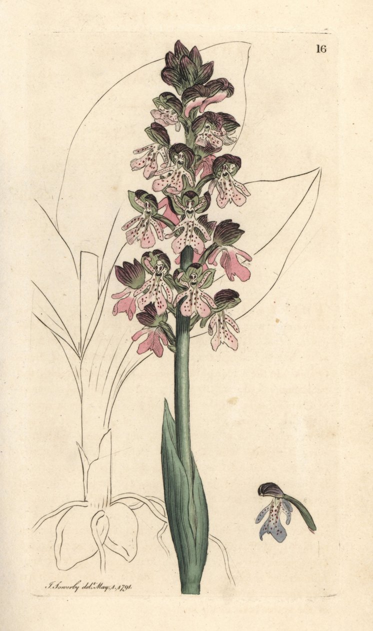 Militær orchis, Orchis militaris (Orchis warrior) Håndfarvet kobberstik efter en illustration af James Sowerby fra James Smith