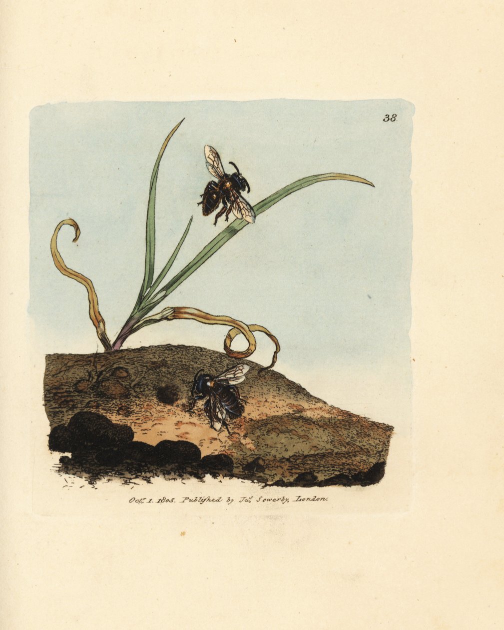 Minebi, Andrena nigroaenea (Melitta nigro-aenea). Håndfarvet kobberstik af James Sowerby fra The British Miscellany, eller farvede figurer af nye, sjældne eller lidet kendte dyreemner. af James Sowerby