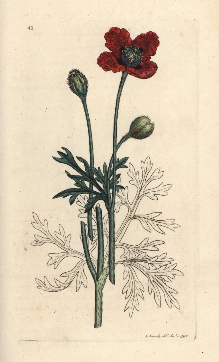 Blandingsvalmue eller rund stikkende valmue, Papaver hybridum. Håndfarvet kobberstik efter en illustration af James Sowerby fra James Smith