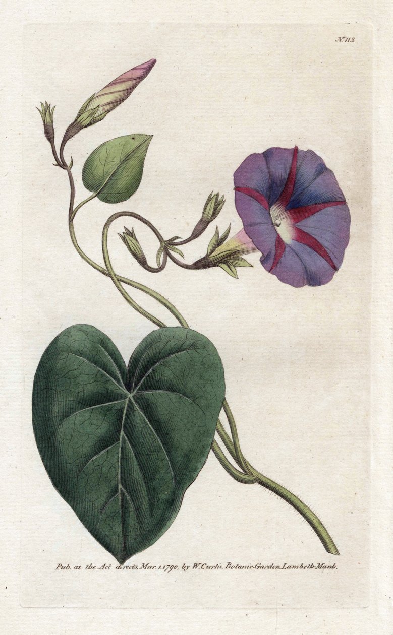 Morning Glory eller Ipomee - Litografi af James Sowerby (1757-1822), fra William Curtis