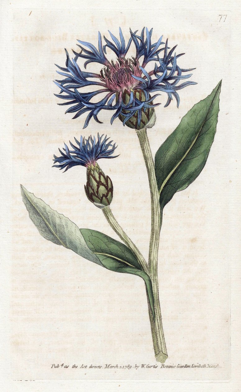 Mountain Centauree or Perennial Blueberry - Litografi af James Sowerby (1757-1822), fra William Curtis