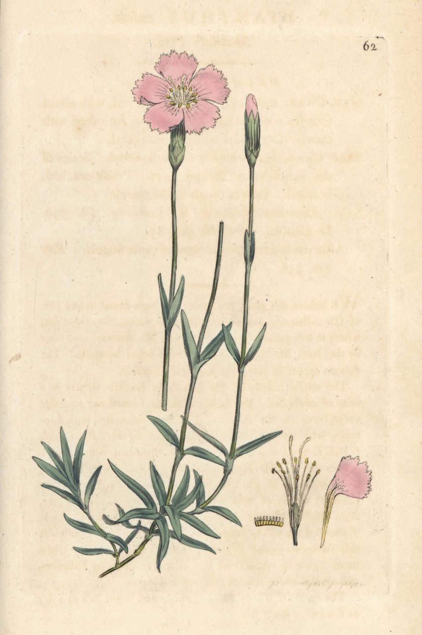 Bjergrosa, Dianthus caesius. Håndfarvet kobberstik efter en illustration af James Sowerby fra James Smith