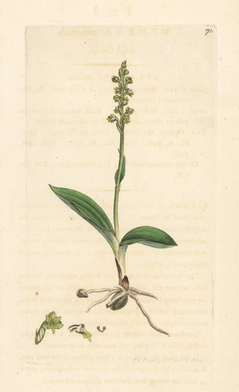 Moskusorkide, Herminium monorchis (Musk orchis, Ophrys monorchis). Håndfarvet kobberstik efter en illustration af James Sowerby fra James Smith