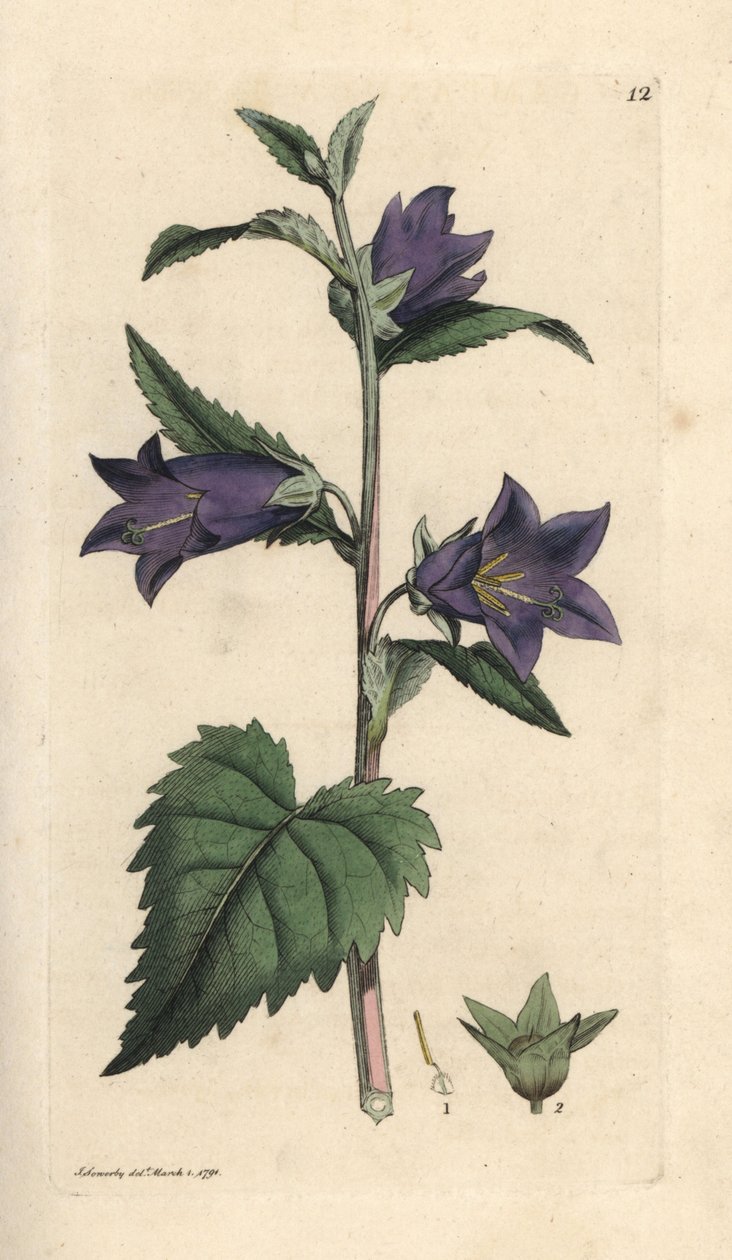Nældeblade klokkeblomst, Campanula trachelium (Campanule gantelee) Håndfarvet kobberstik efter en illustration af James Sowerby fra James Smith
