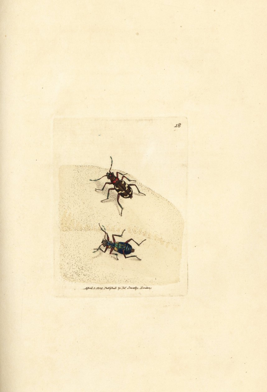 Nordlig klittigerbille, Cicindela hybrida. Håndfarvet kobberstik af James Sowerby fra The British Miscellany, eller farvede figurer af nye, sjældne eller lidet kendte dyreemner. af James Sowerby