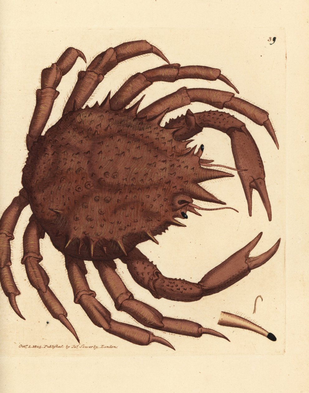 Norges kongekrabbe eller nordlig stenkrabbe, Lithodes maja. Håndfarvet kobberstik af James Sowerby fra The British Miscellany, eller farvede figurer af nye, sjældne eller lidet kendte dyreemner. af James Sowerby