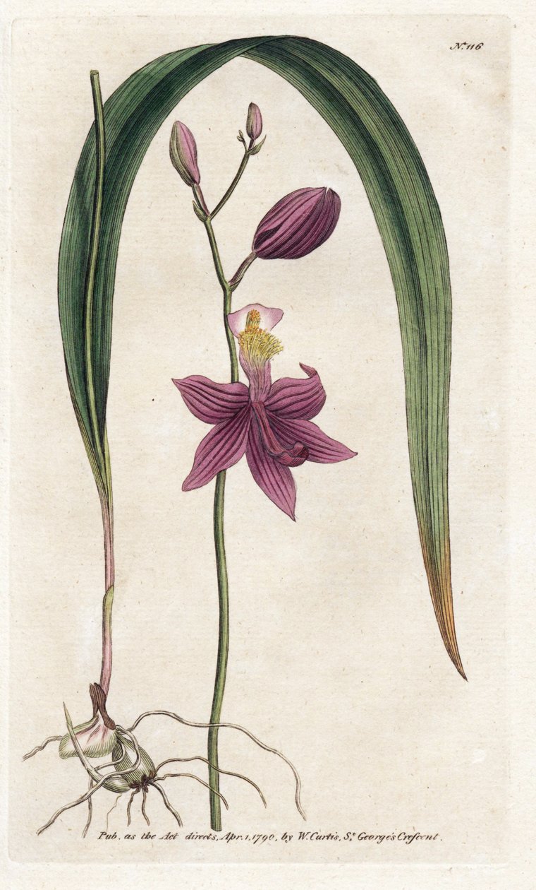 Orchid: calopogon tuberus - Litografi af James Sowerby (1757-1822), fra William Curtis