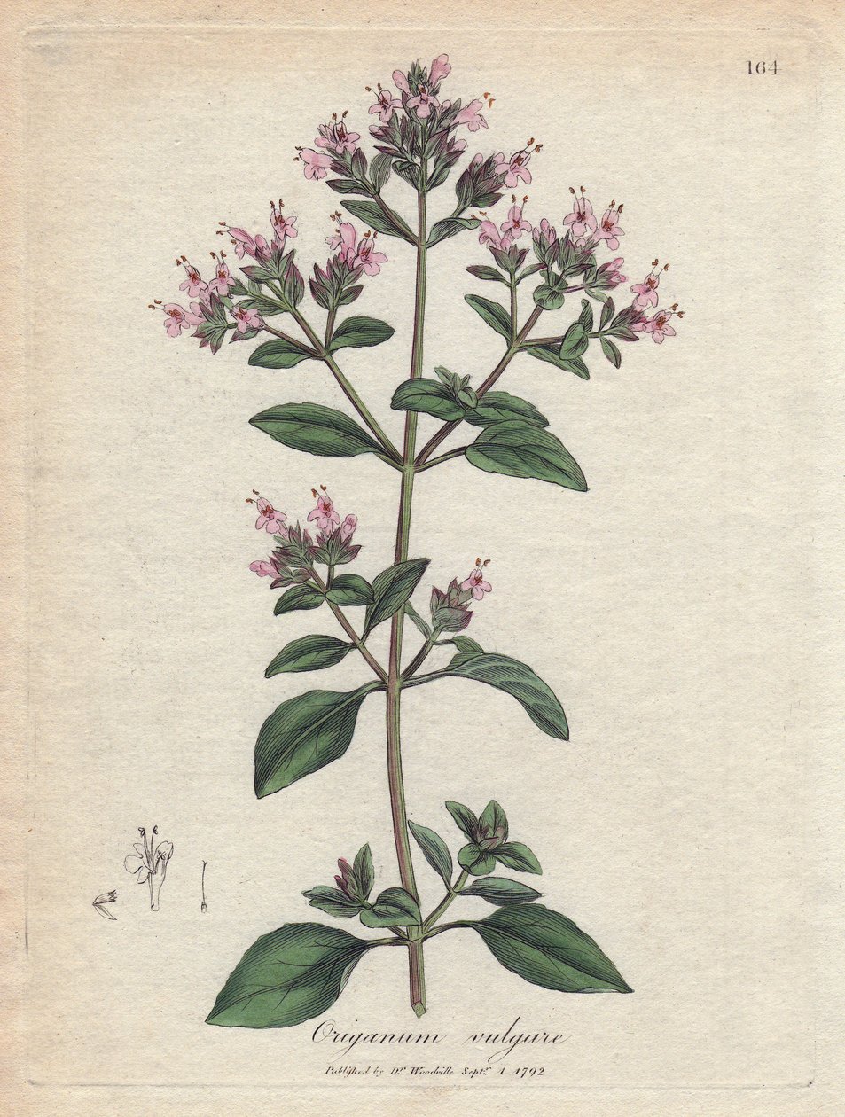 Oregano. Håndfarvet kobberstik fra en tegning af James Sowerby (1757-1822), i Botanique Medicinale af James Sowerby