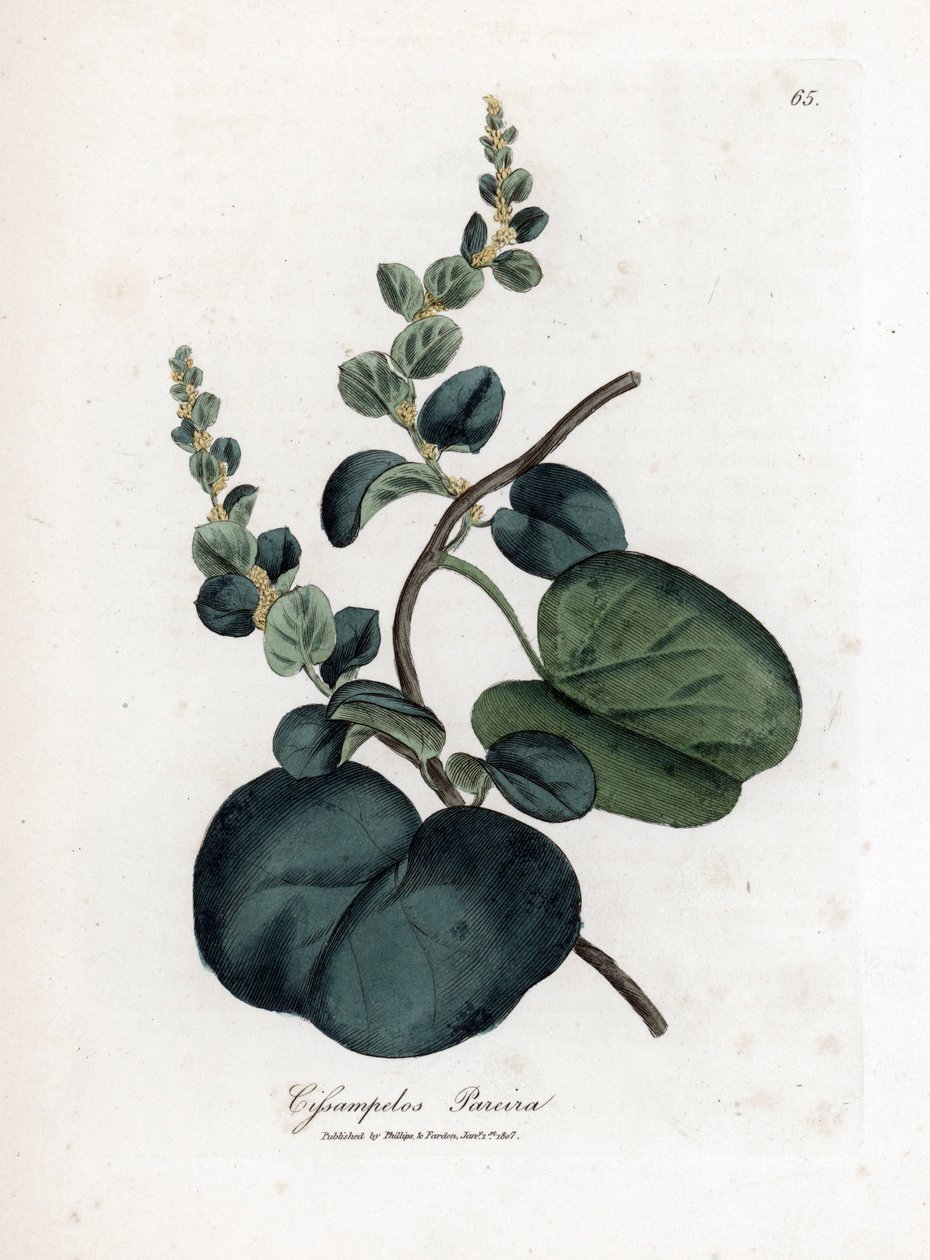Pareira brava cissampelos, Cissampelos pareira pareira. Håndfarvet kobberstik fra en botanisk illustration af James Sowerby fra William Woodville og Sir William Jackson Hookers "" Medical Botany,"" John Bohn, London af James Sowerby