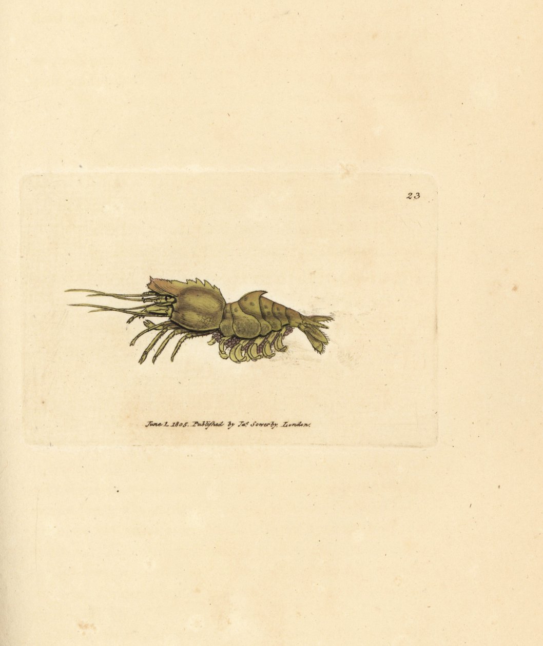 Papegøjerejer, Spirontocaris spinus (Rejer med rygsøjle; Cancer spinus). Håndfarvet kobberstik af James Sowerby fra The British Miscellany, eller farvede figurer af nye, sjældne eller lidet kendte dyreemner. af James Sowerby