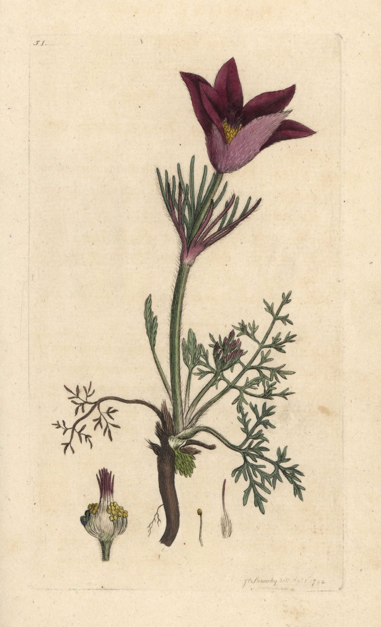 Pasqueflower, Anemone pulsatilla (pulsatille) Håndfarvet kobberstik efter en illustration af James Sowerby fra James Smith