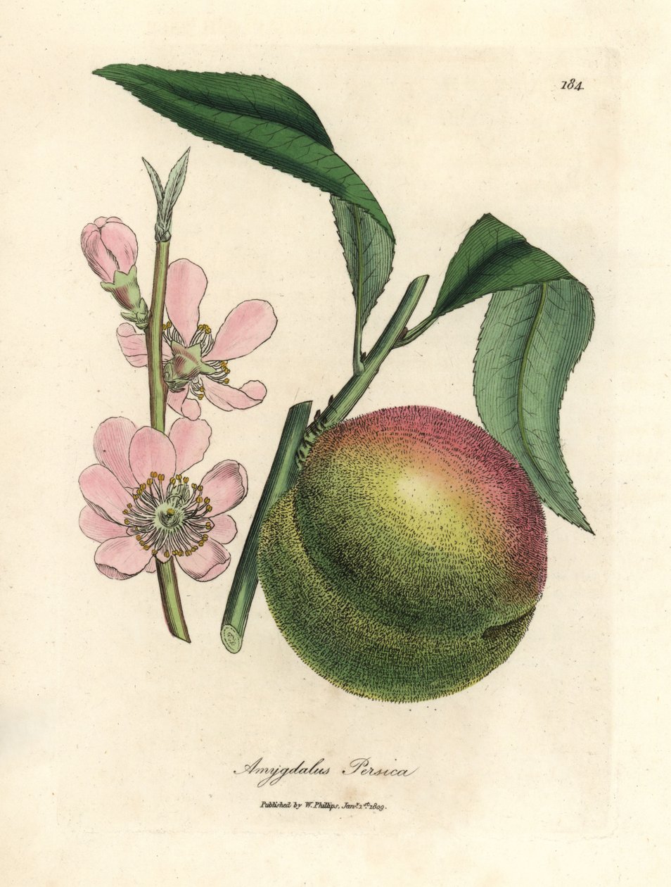 Ferskentræ med moden frugt og lyserød blomst, Amygdalus persica af James Sowerby