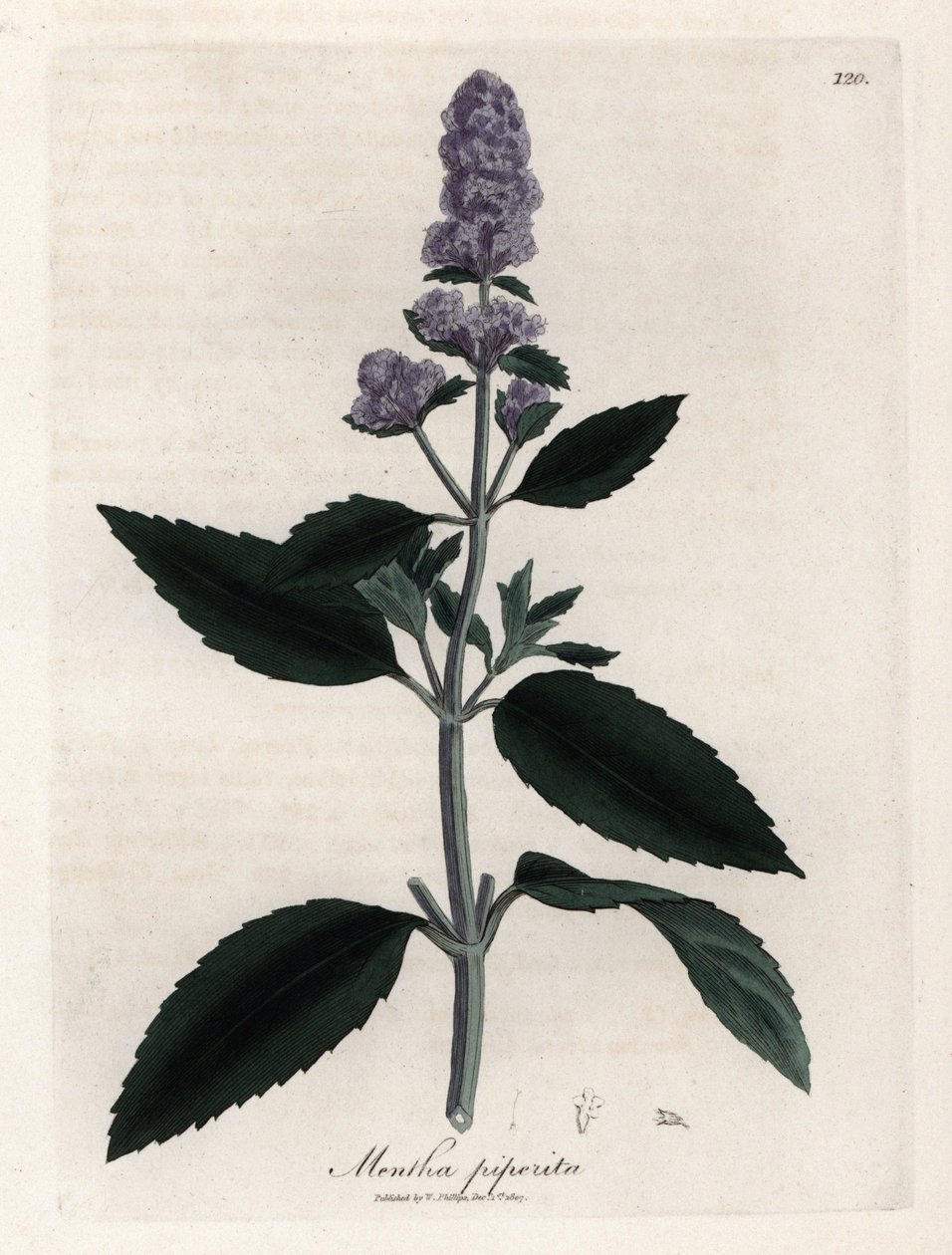 Pebermynte. Håndfarvet kobberstik fra en tegning af James Sowerby (1757-1822), i Botanique Medicinale af James Sowerby