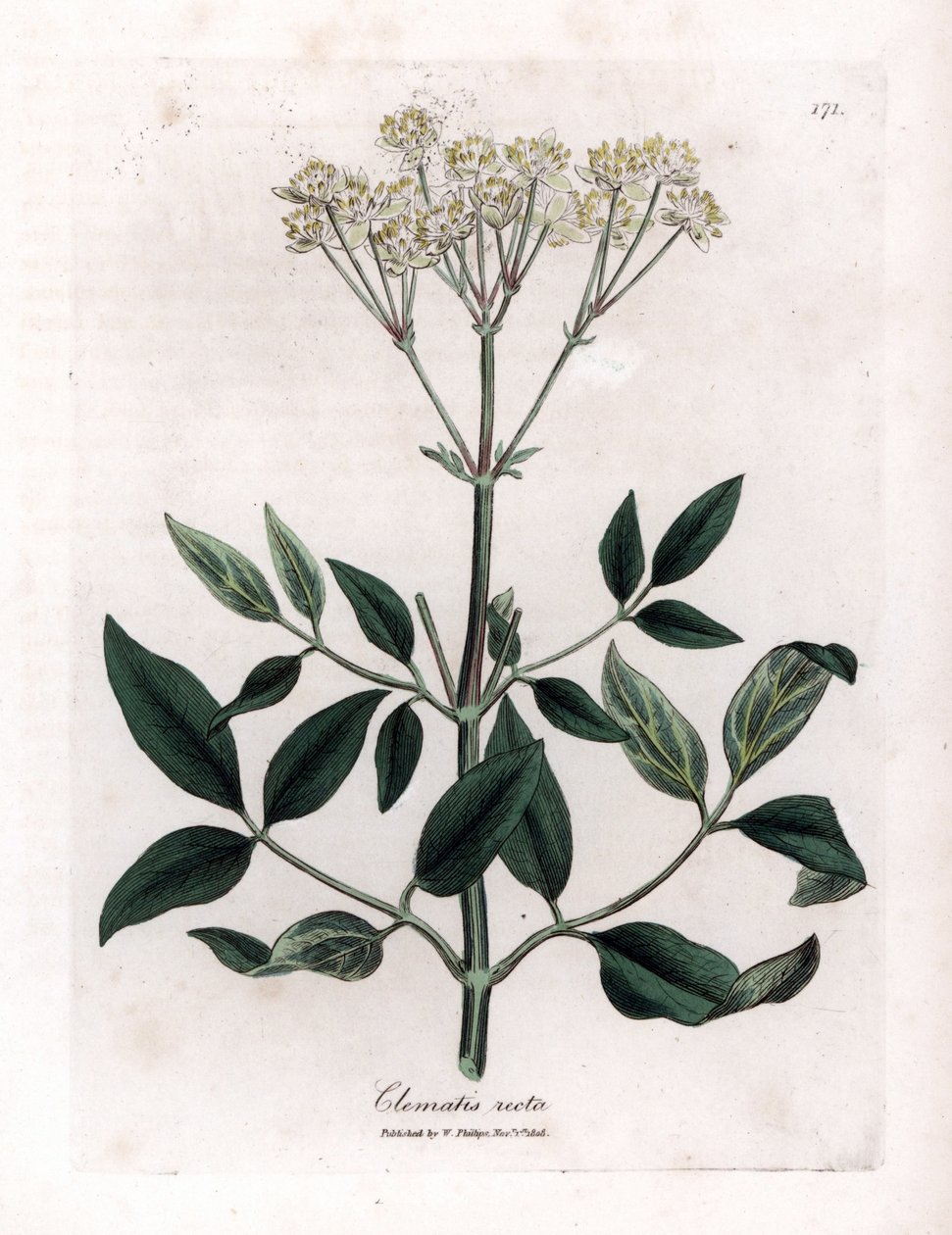 Flerårig klematit - Opretstående jomfrusløjfe, Clematis recta. Håndfarvet kobberstik fra en botanisk illustration af James Sowerby fra William Woodville og Sir William Jackson Hookers "" Medical Botany,"" John Bohn, London af James Sowerby