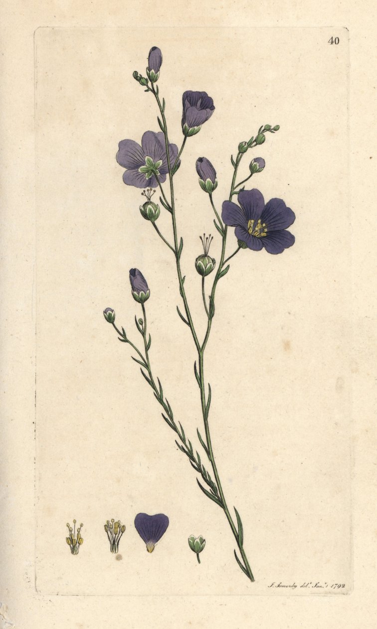 Flerårig hør, Linum perenne (linned perace) Håndfarvet kobberstik efter en illustration af James Sowerby fra James Smith