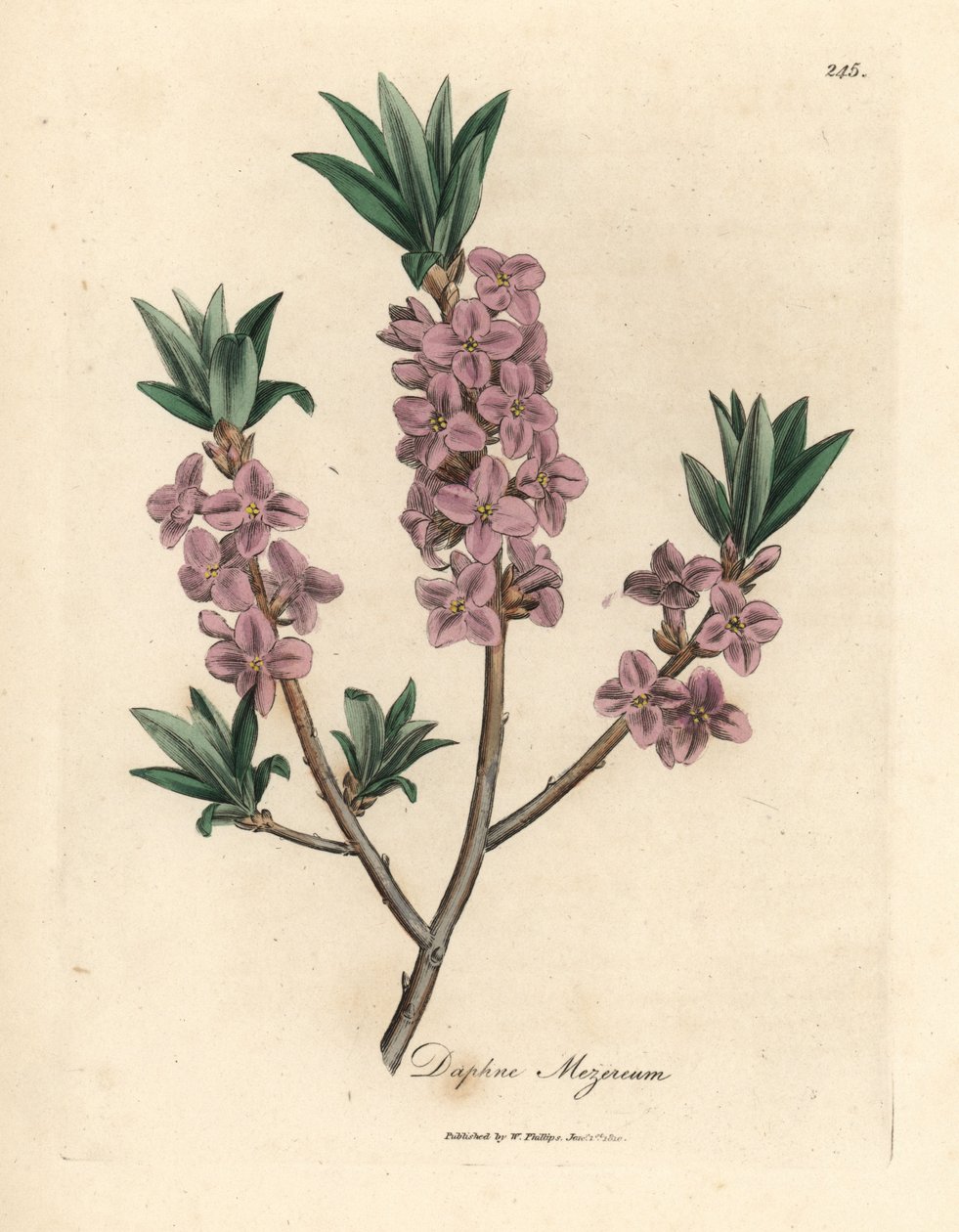 Pink-blomstret mezereon, Daphne mezereum af James Sowerby