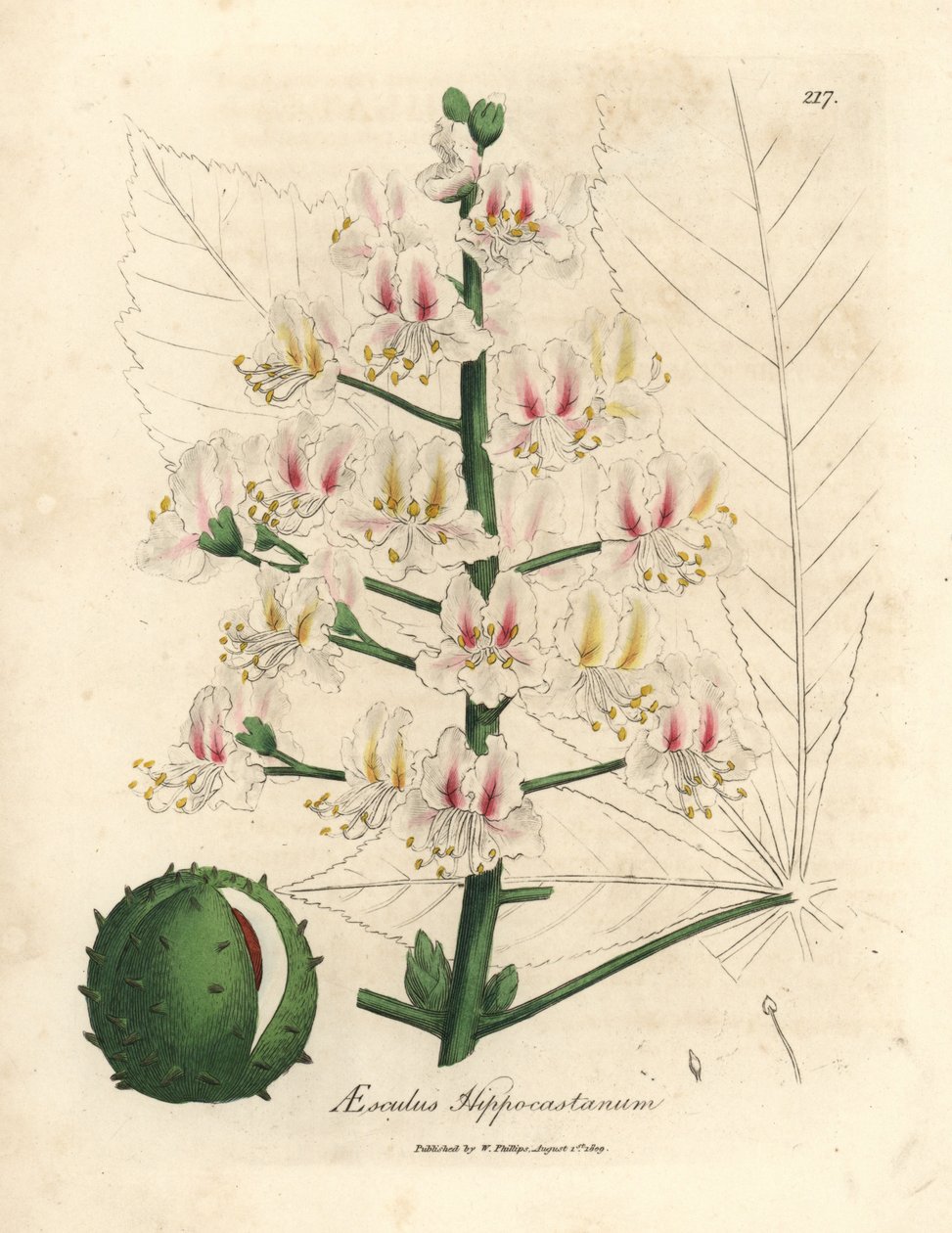 Lyserød blomst og frugt af hestekastanjetræet, Aesculus hippocastanum af James Sowerby