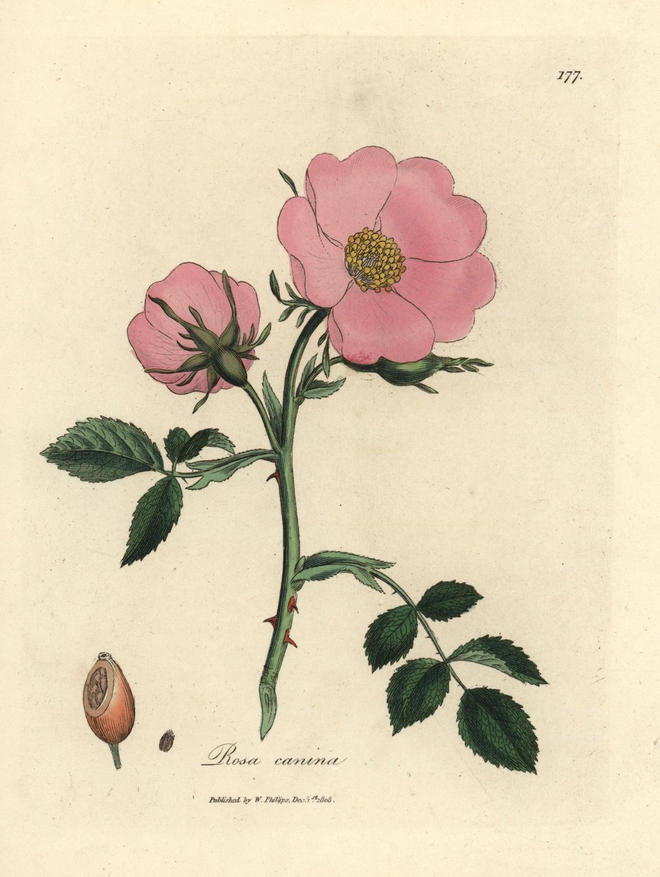 Pink hunderose med hyben, Rosa canina af James Sowerby